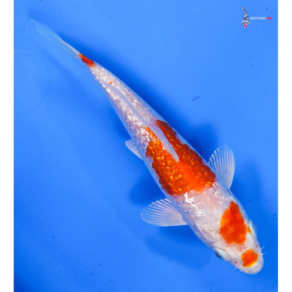 5” Imported Gin Rin Hariwake