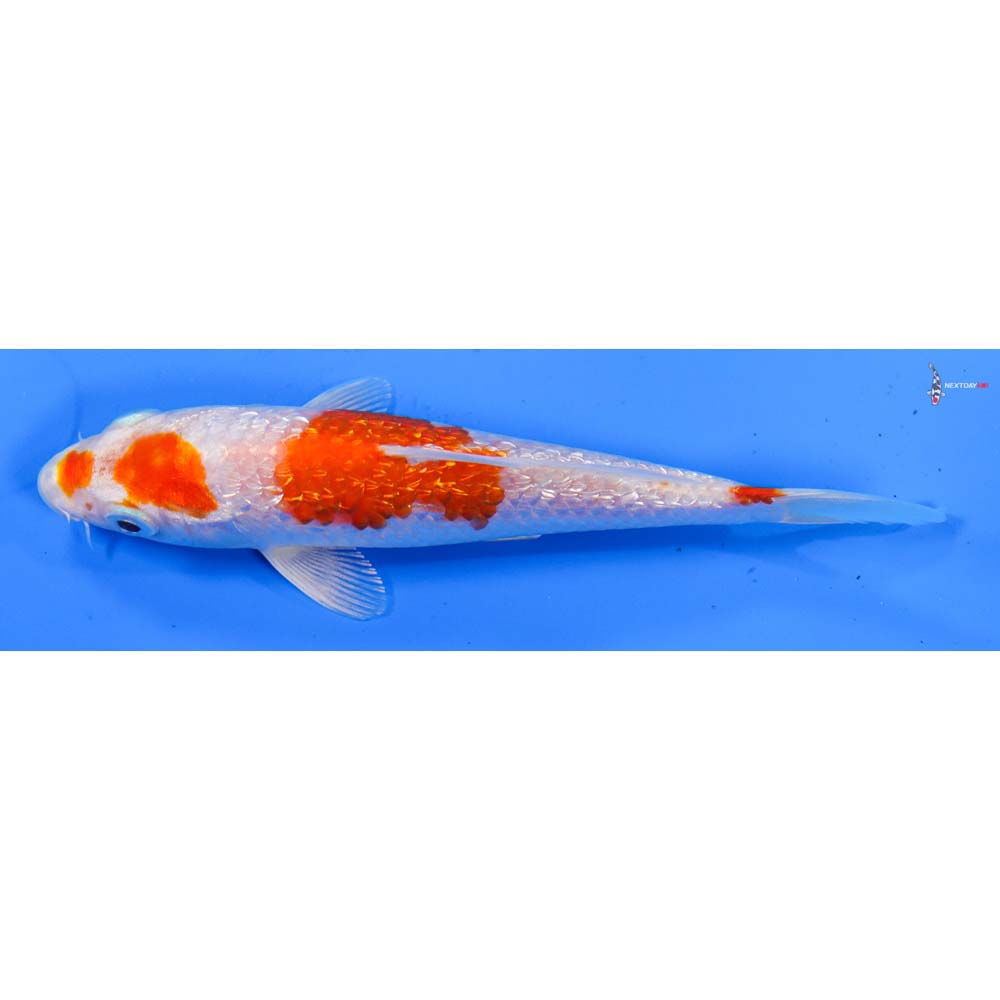 5” Imported Gin Rin Hariwake