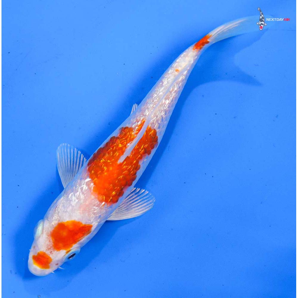 5” Imported Gin Rin Hariwake