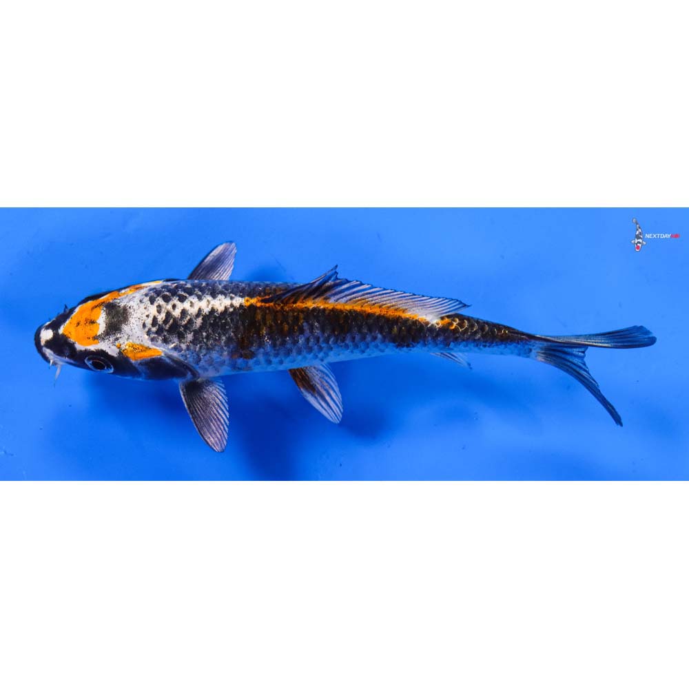 5” Imported Kujaku