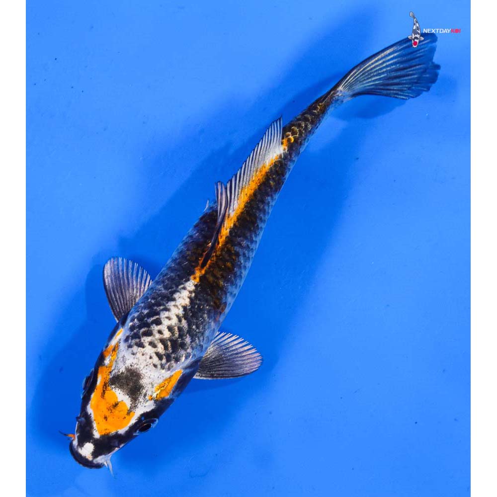 5” Imported Kujaku