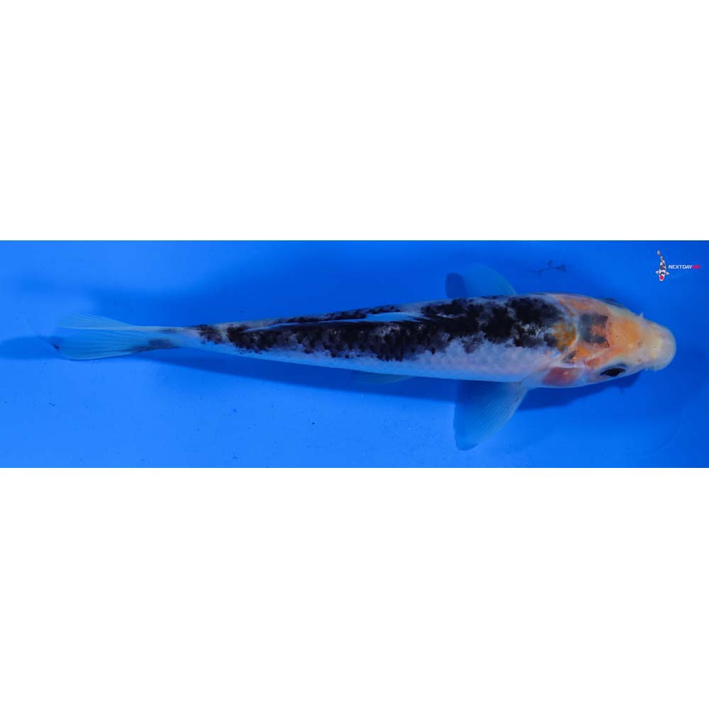 6” Imported Sanke