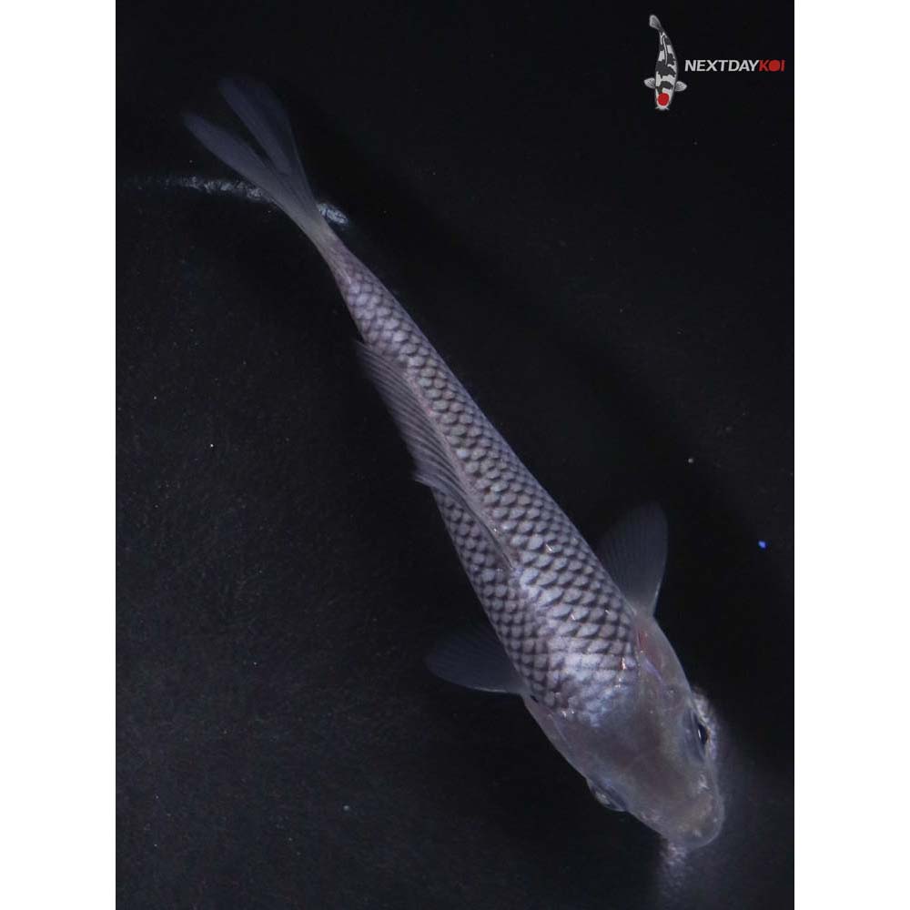 5” Imported Soragoi
