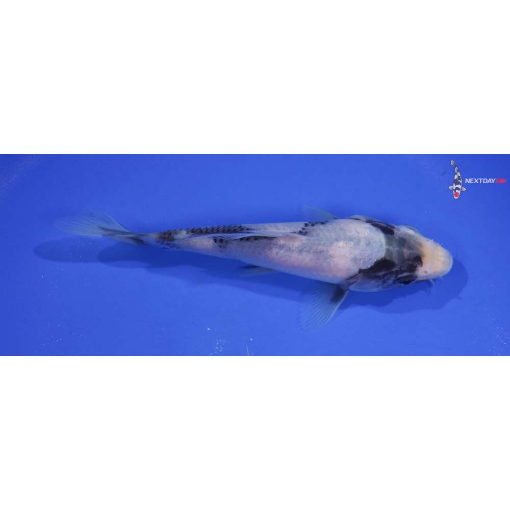 5.5” Imported Shiro Utsuri