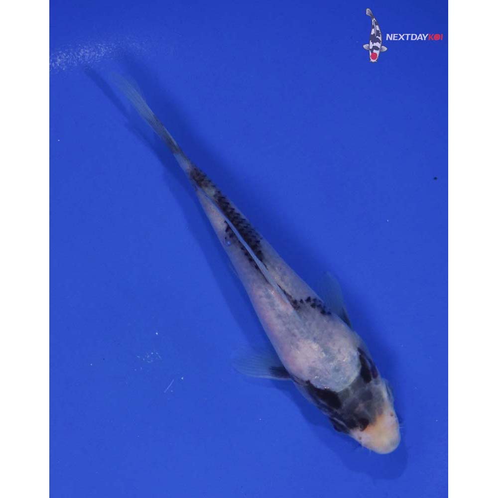 5.5” Imported Shiro Utsuri