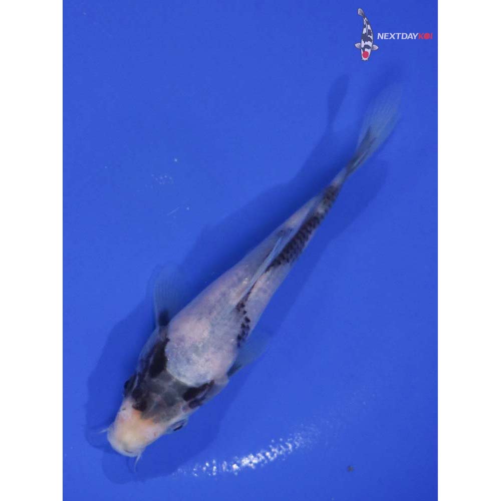 5.5” Imported Shiro Utsuri