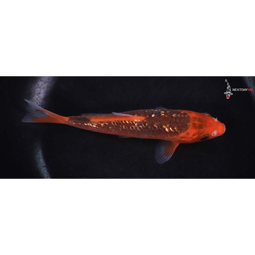 6” Imported Gin Rin Hi Asagi