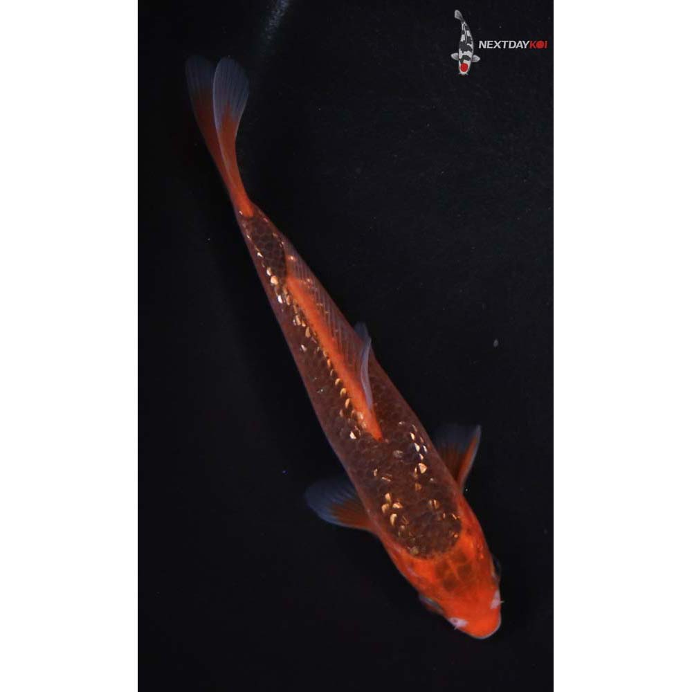 6” Imported Gin Rin Hi Asagi