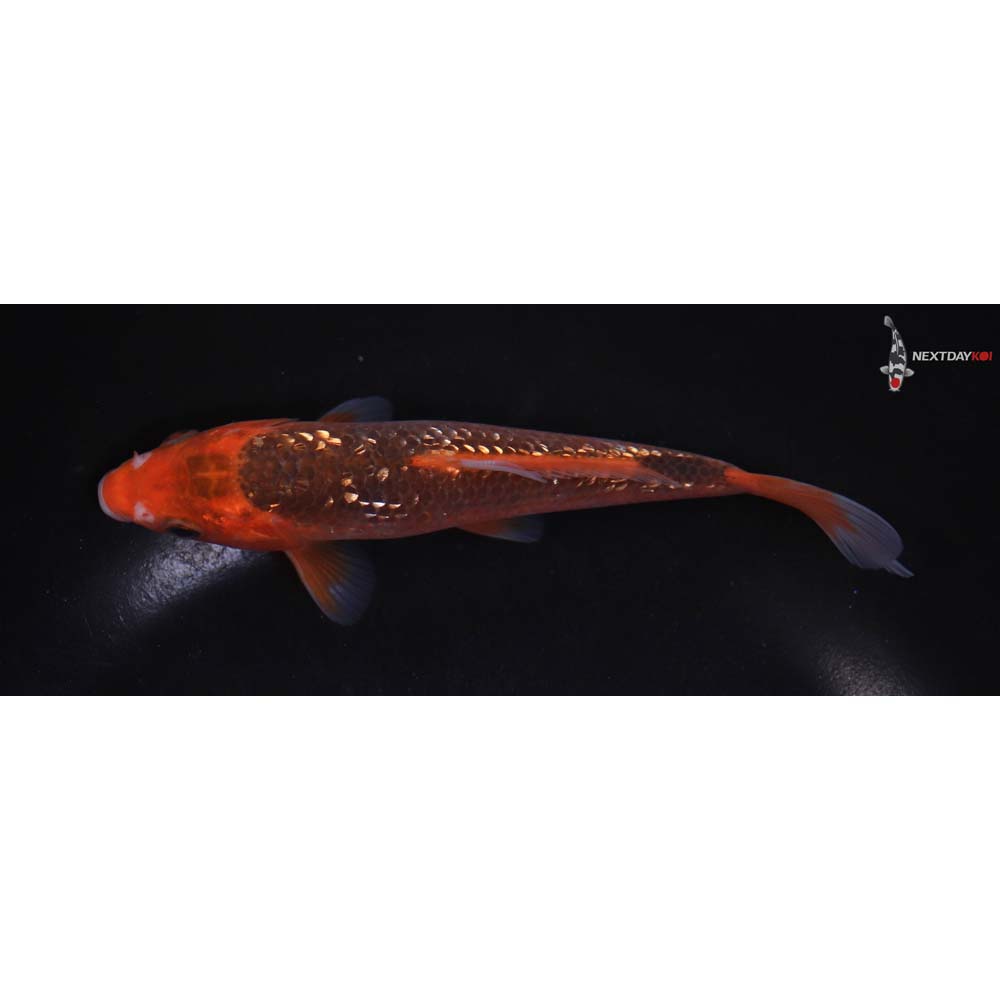 6” Imported Gin Rin Hi Asagi