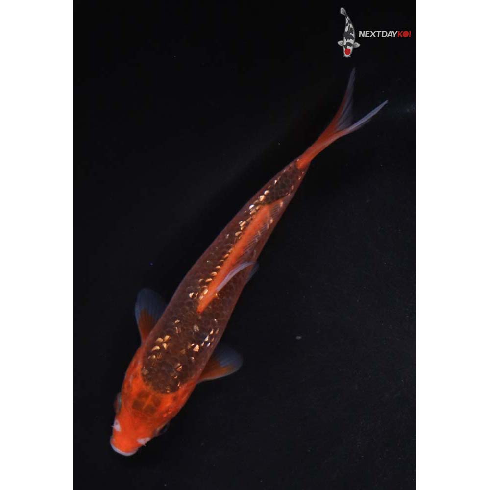 6” Imported Gin Rin Hi Asagi