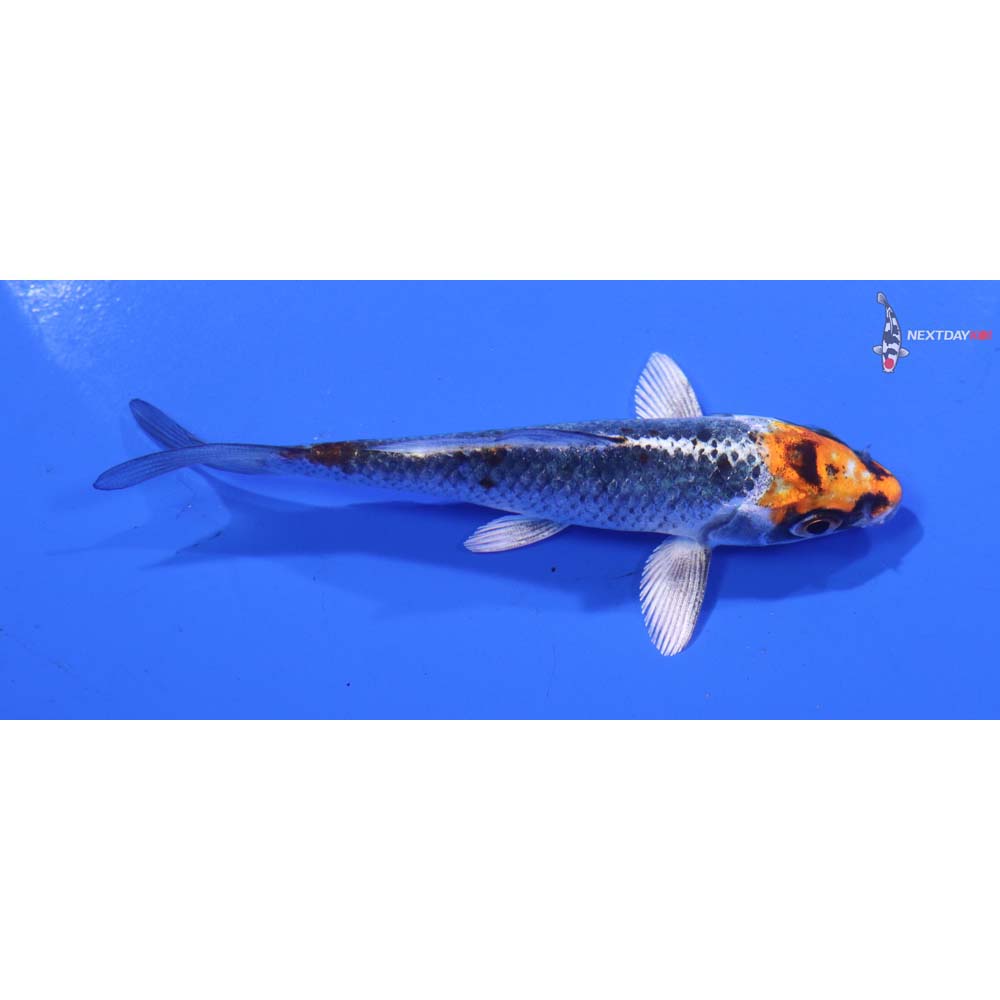 4” Imported Kujaku