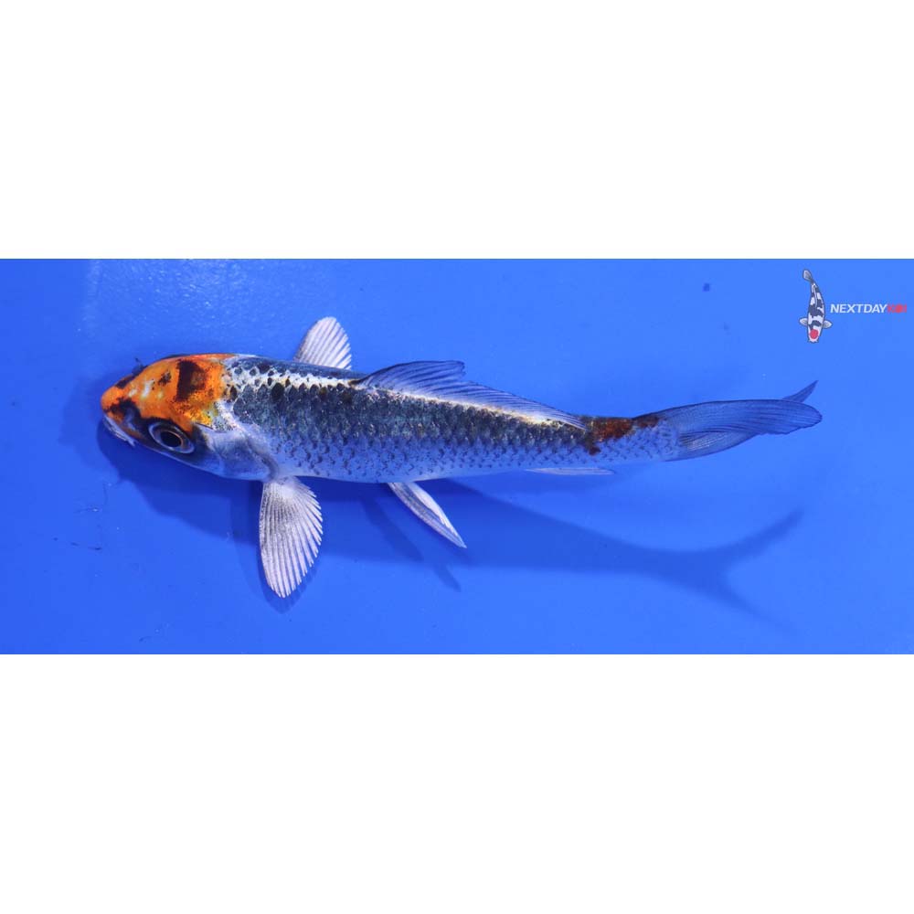 4” Imported Kujaku