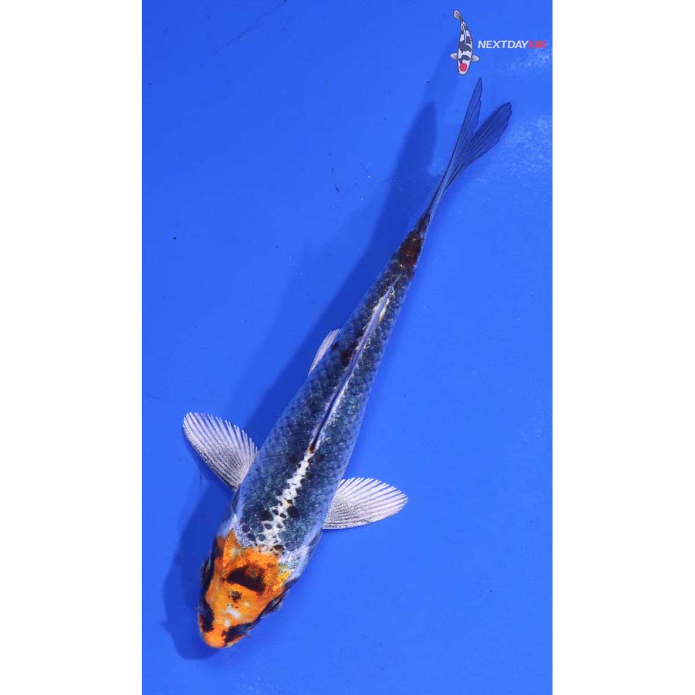 4” Imported Kujaku