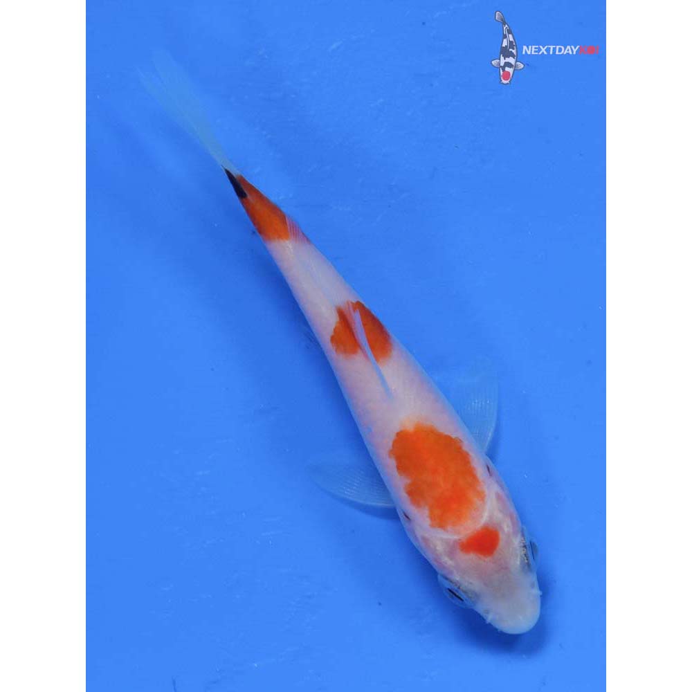 3” Imported Sanke