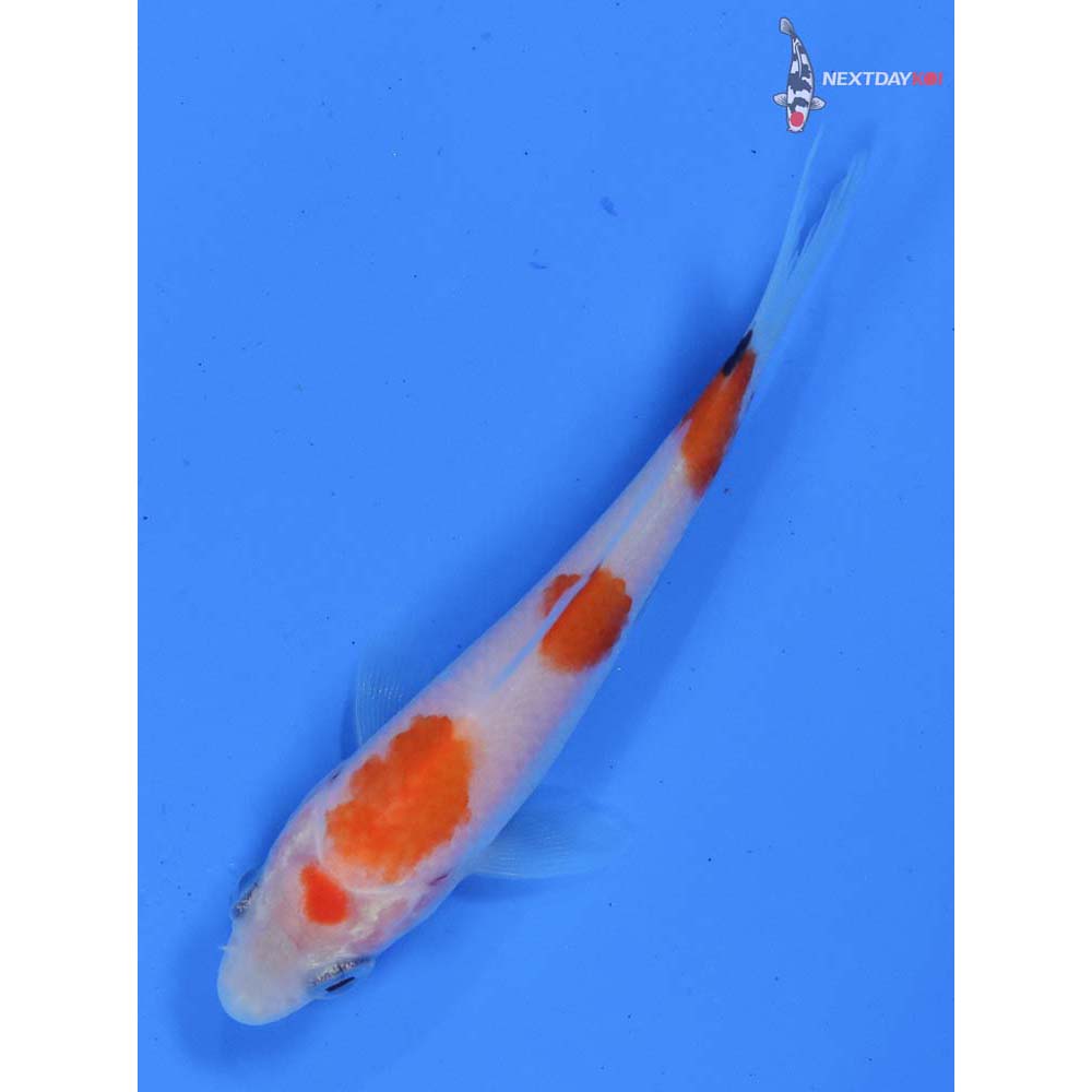 3” Imported Sanke