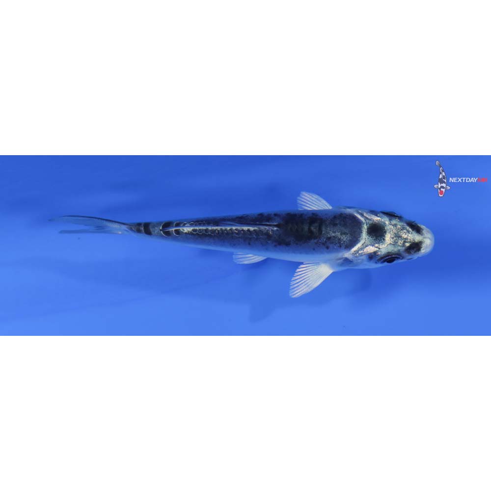 3” Imported Kikokuryu