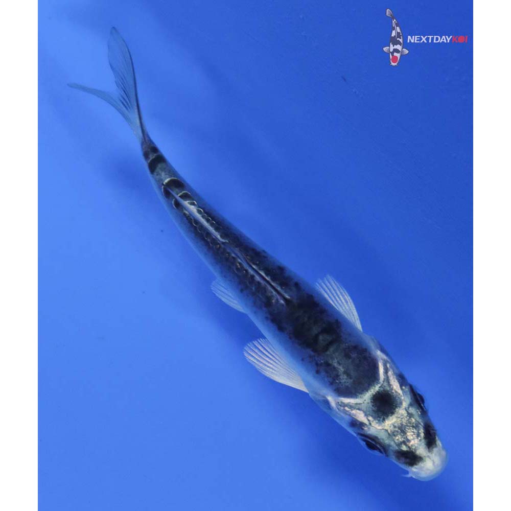3” Imported Kikokuryu