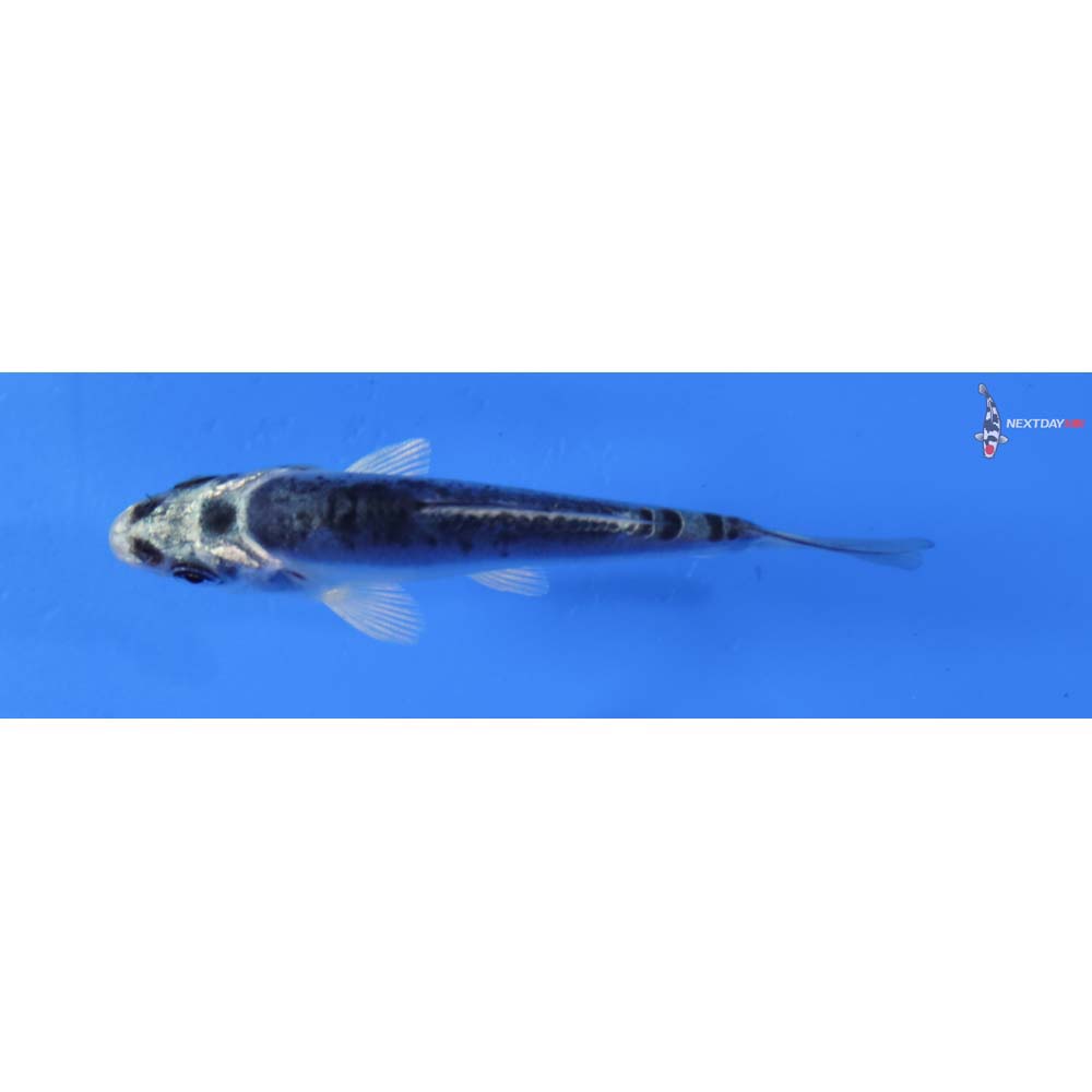 3” Imported Kikokuryu