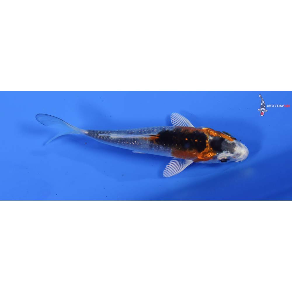 3” Imported Kujaku