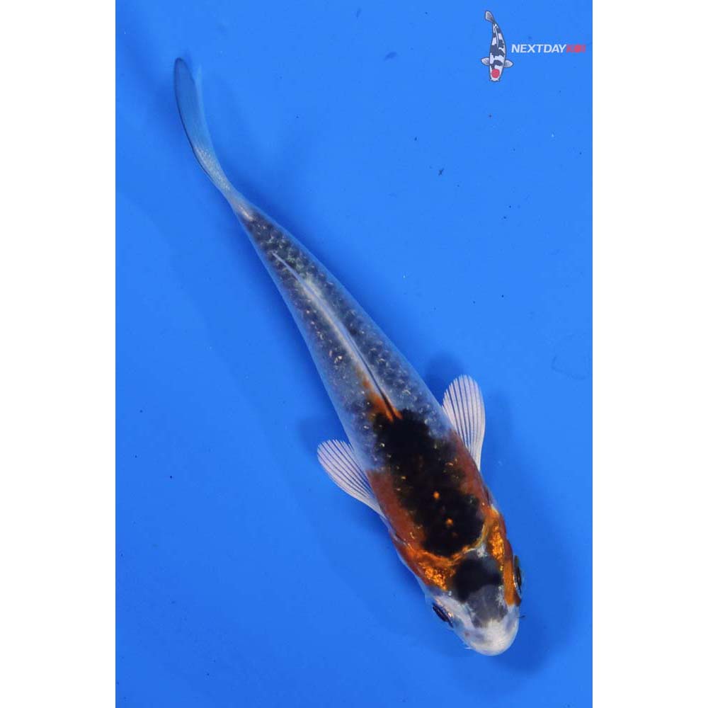 3” Imported Kujaku