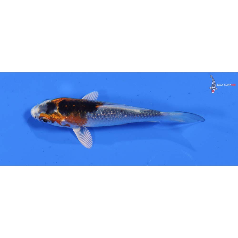3” Imported Kujaku