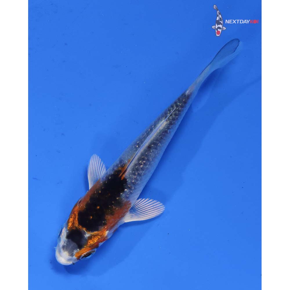 3” Imported Kujaku