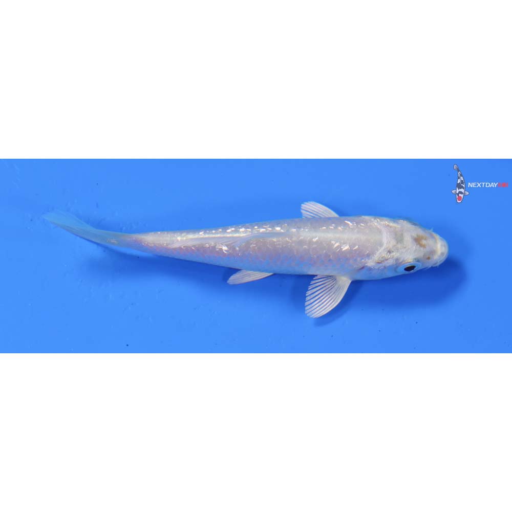 3.5” Imported Gin Rin Platinum Ogon