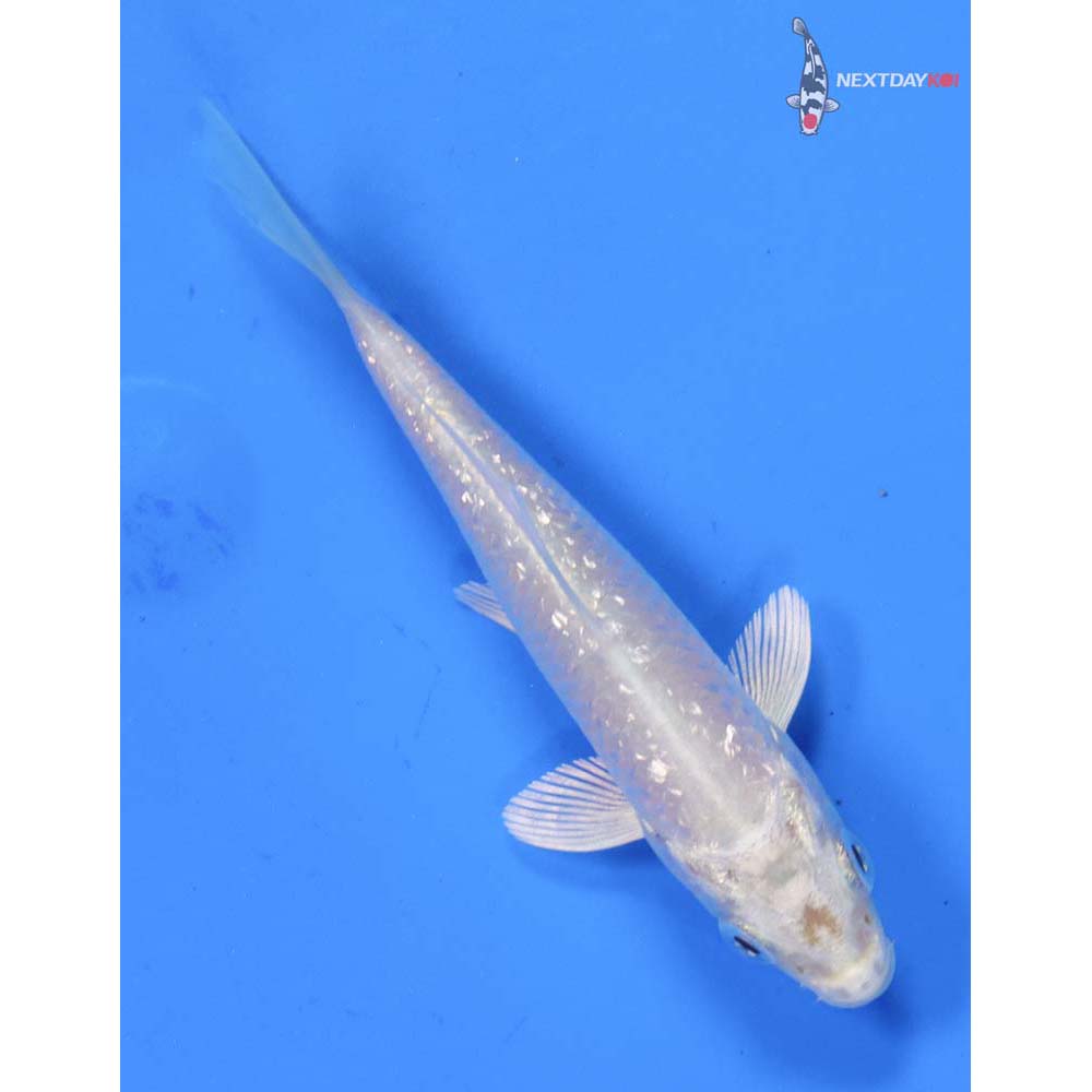 3.5” Imported Gin Rin Platinum Ogon