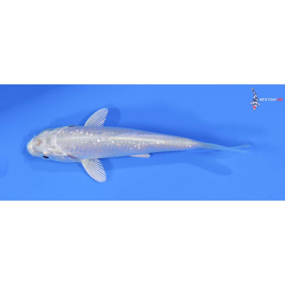 3.5” Imported Gin Rin Platinum Ogon