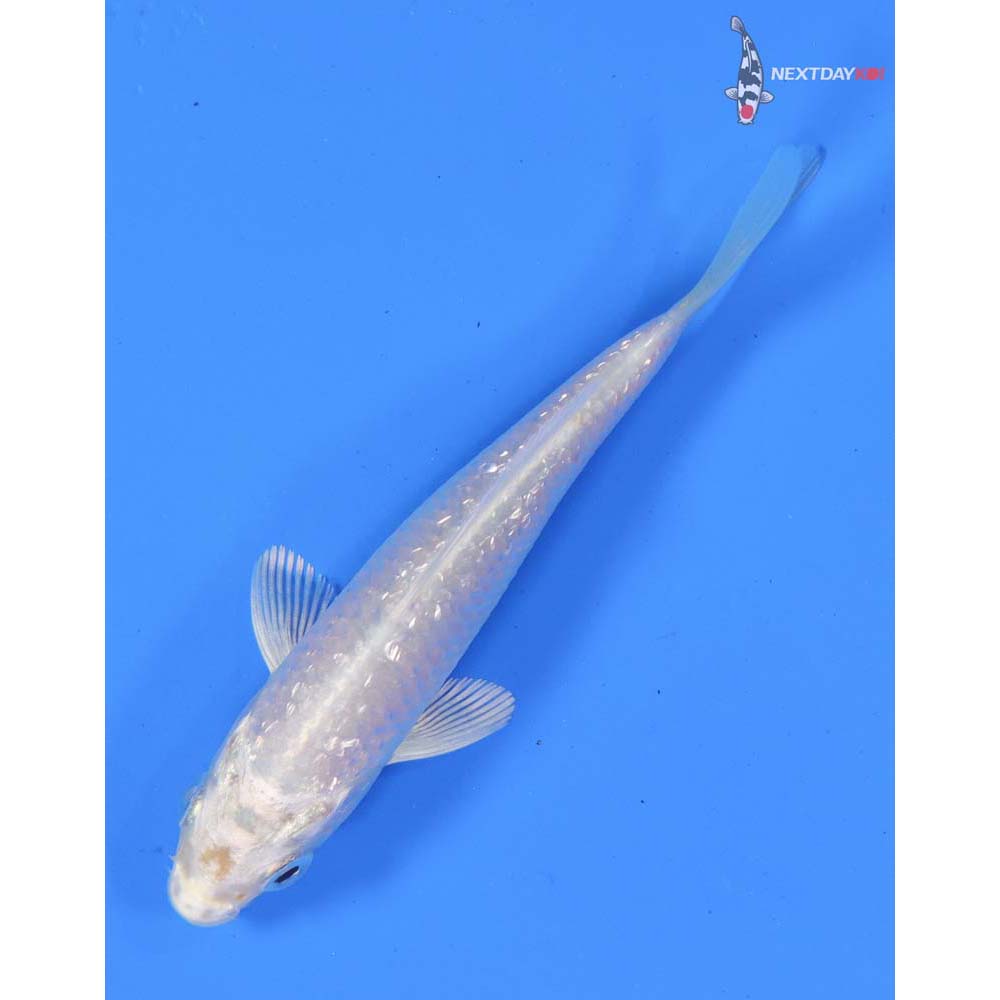 3.5” Imported Gin Rin Platinum Ogon