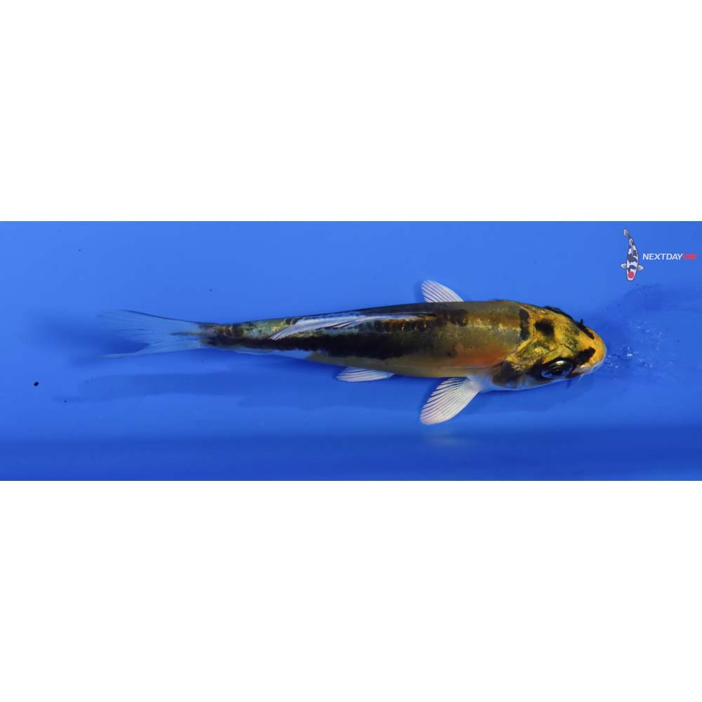 3.5” Imported Kin Kikokuryu