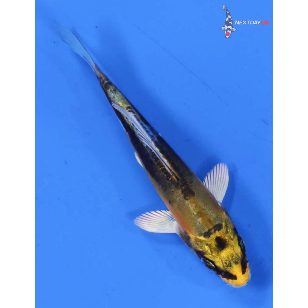 3.5” Imported Kin Kikokuryu