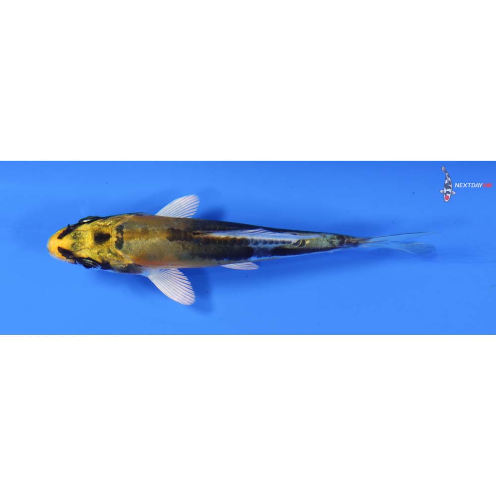 3.5” Imported Kin Kikokuryu
