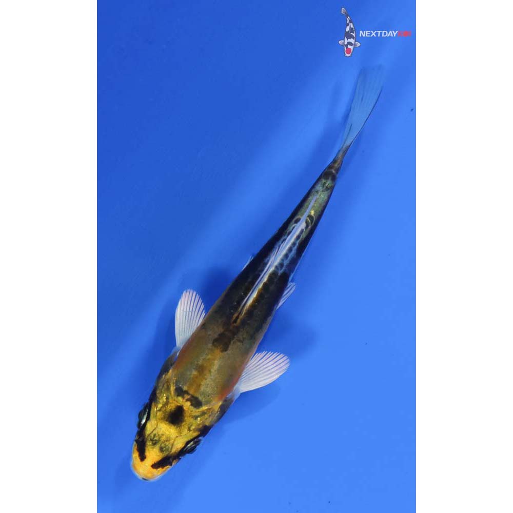 3.5” Imported Kin Kikokuryu
