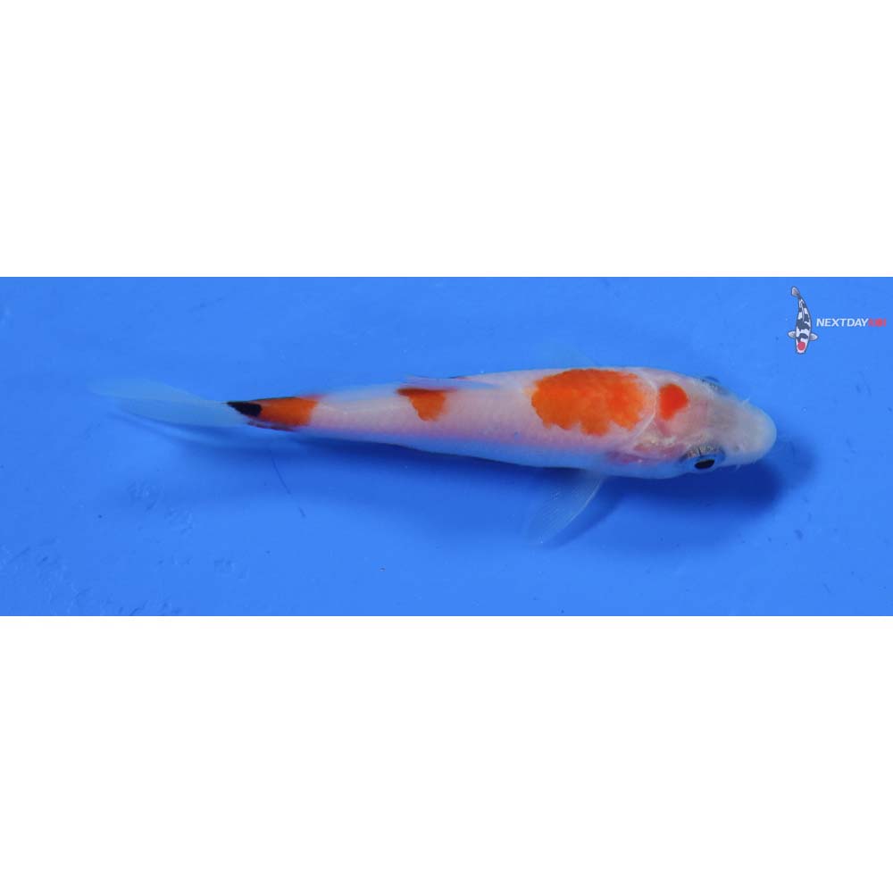3” Imported Sanke
