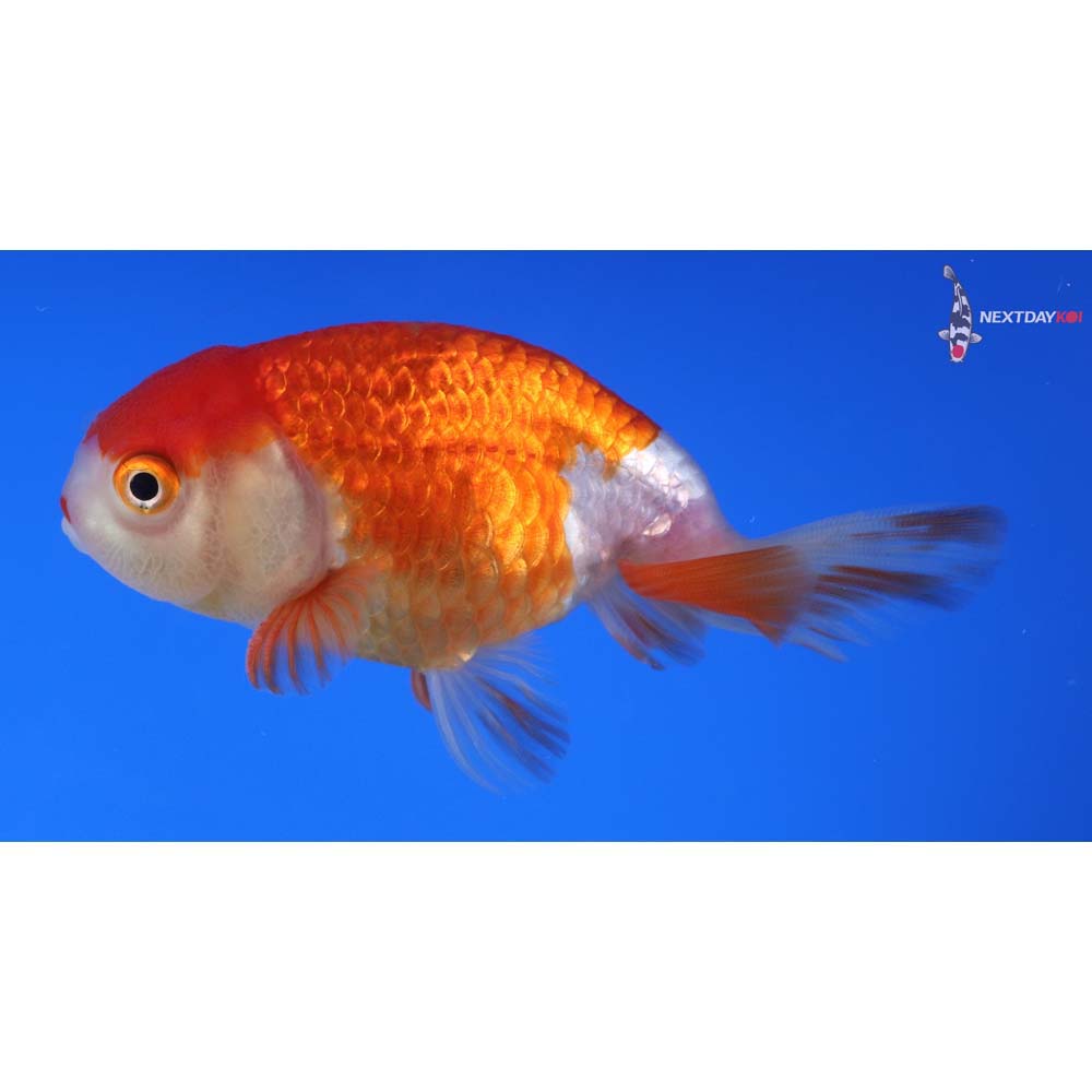3.5” Imported Red and White Ranchu