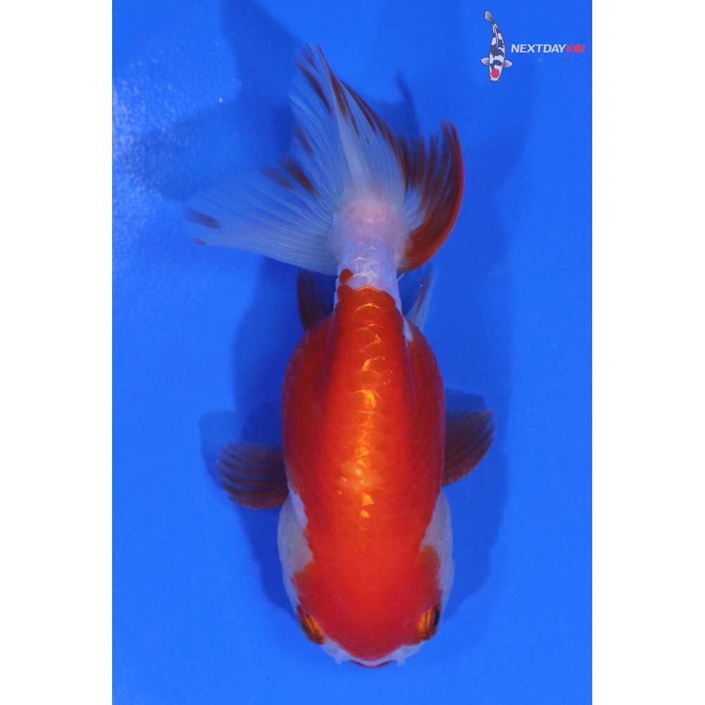 3.5” Imported Red and White Ranchu