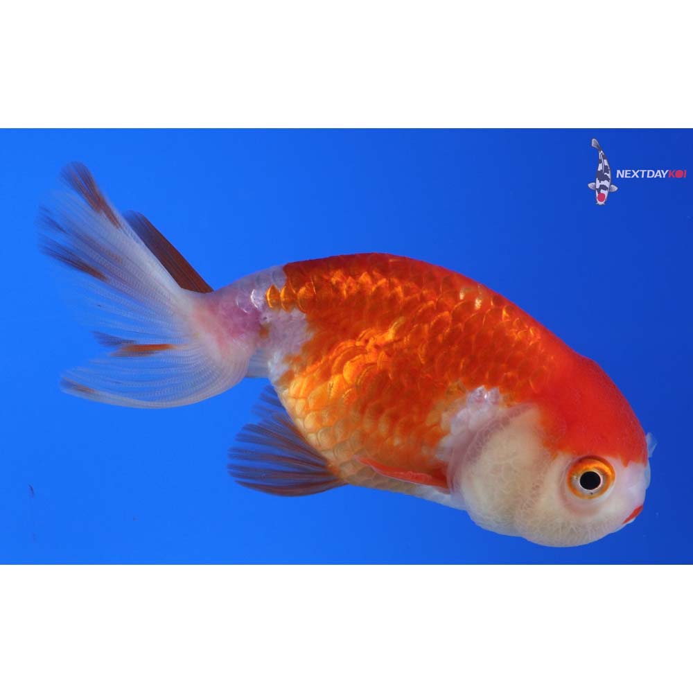 3.5” Imported Red and White Ranchu