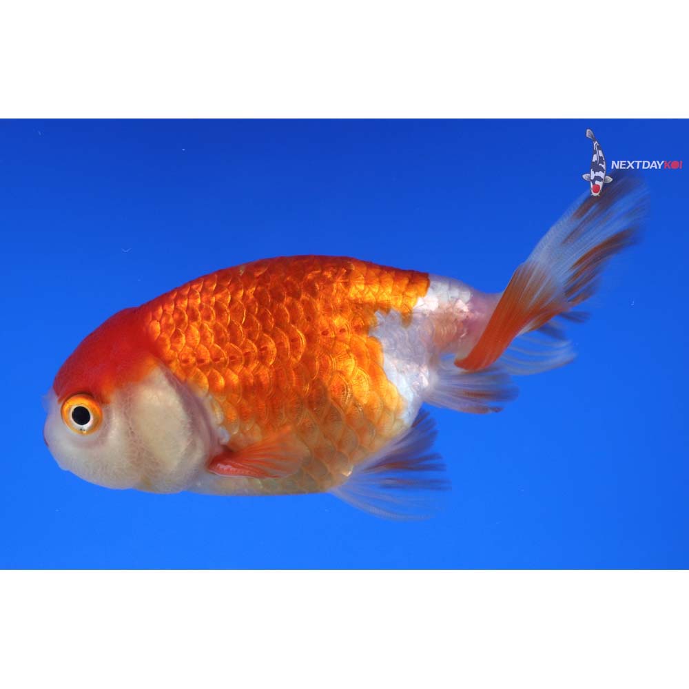 3.5” Imported Red and White Ranchu