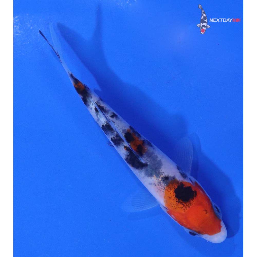 3” Imported Sanke