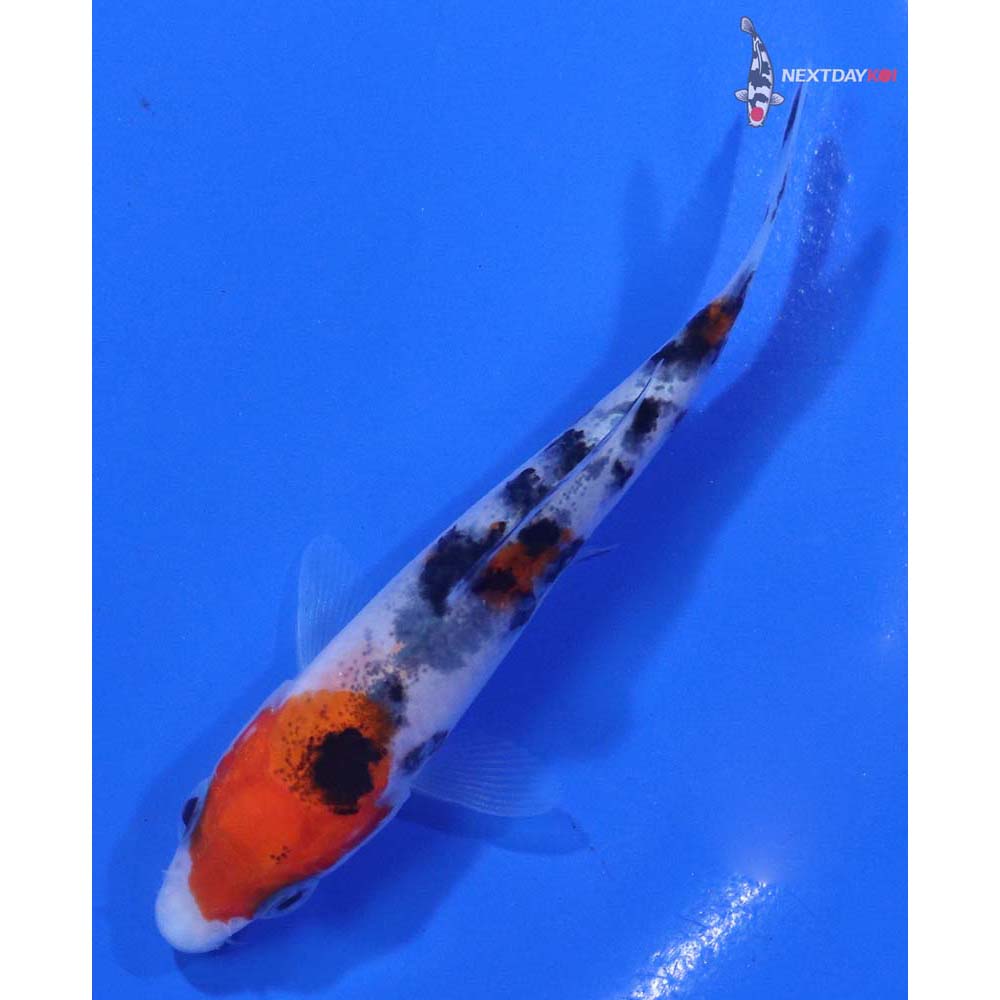 3” Imported Sanke