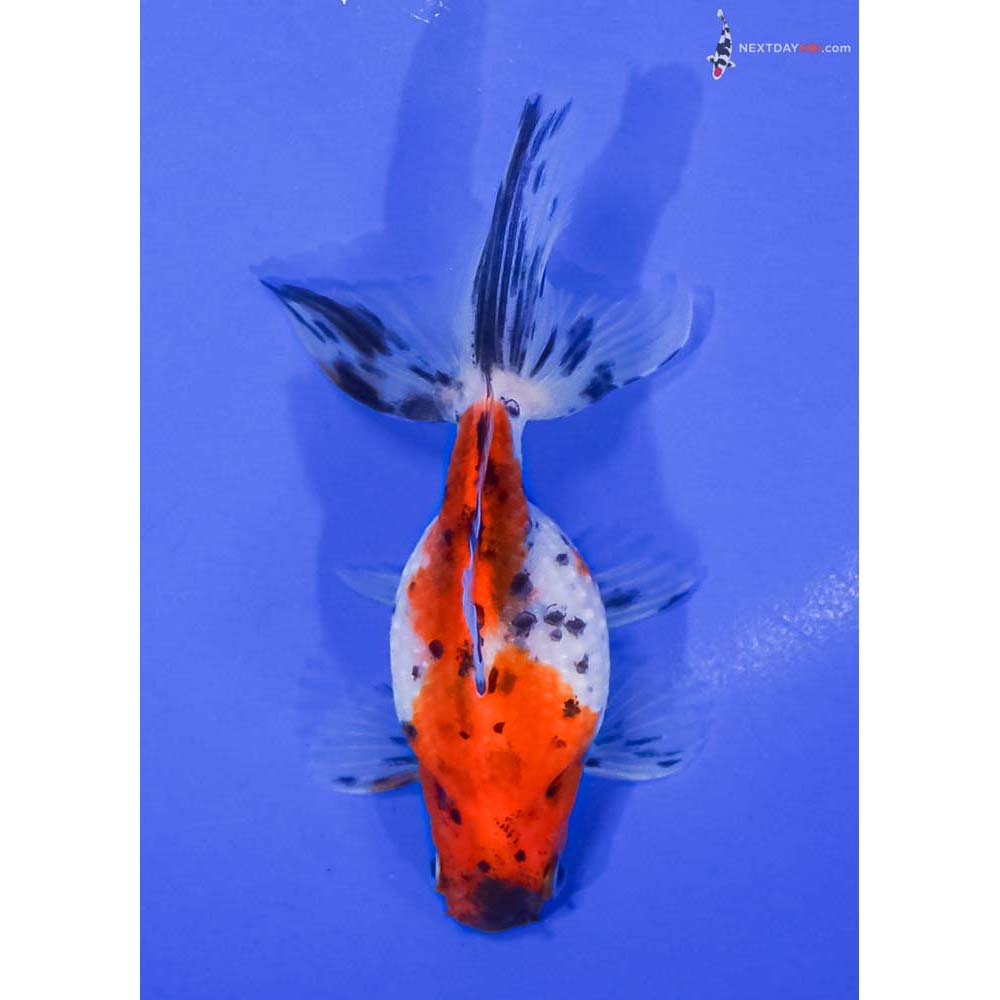 4” Imported Male Calico Pearlscale