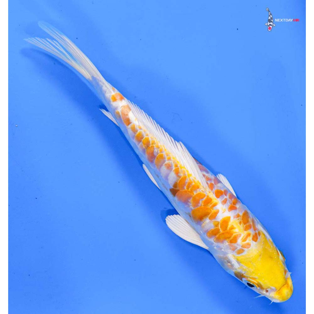 6.5” Imported Armor Scaled Lemon Hariwake