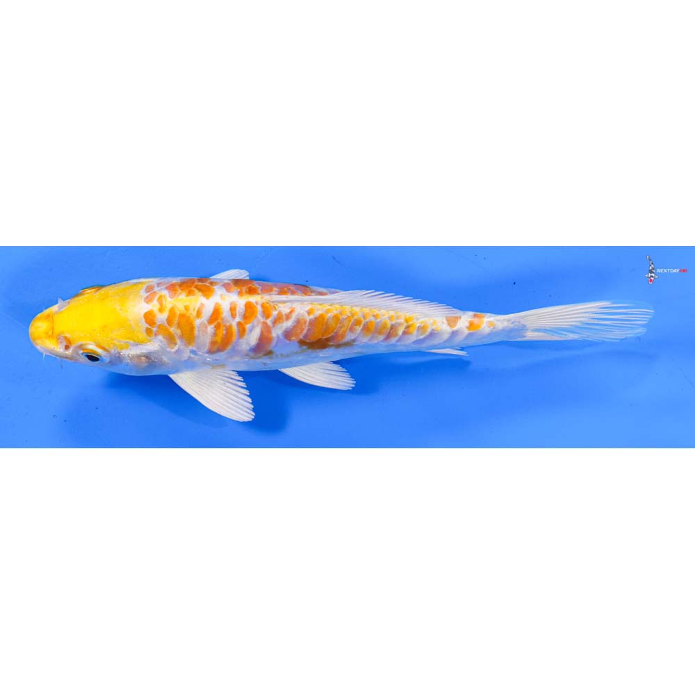 6.5” Imported Armor Scaled Lemon Hariwake