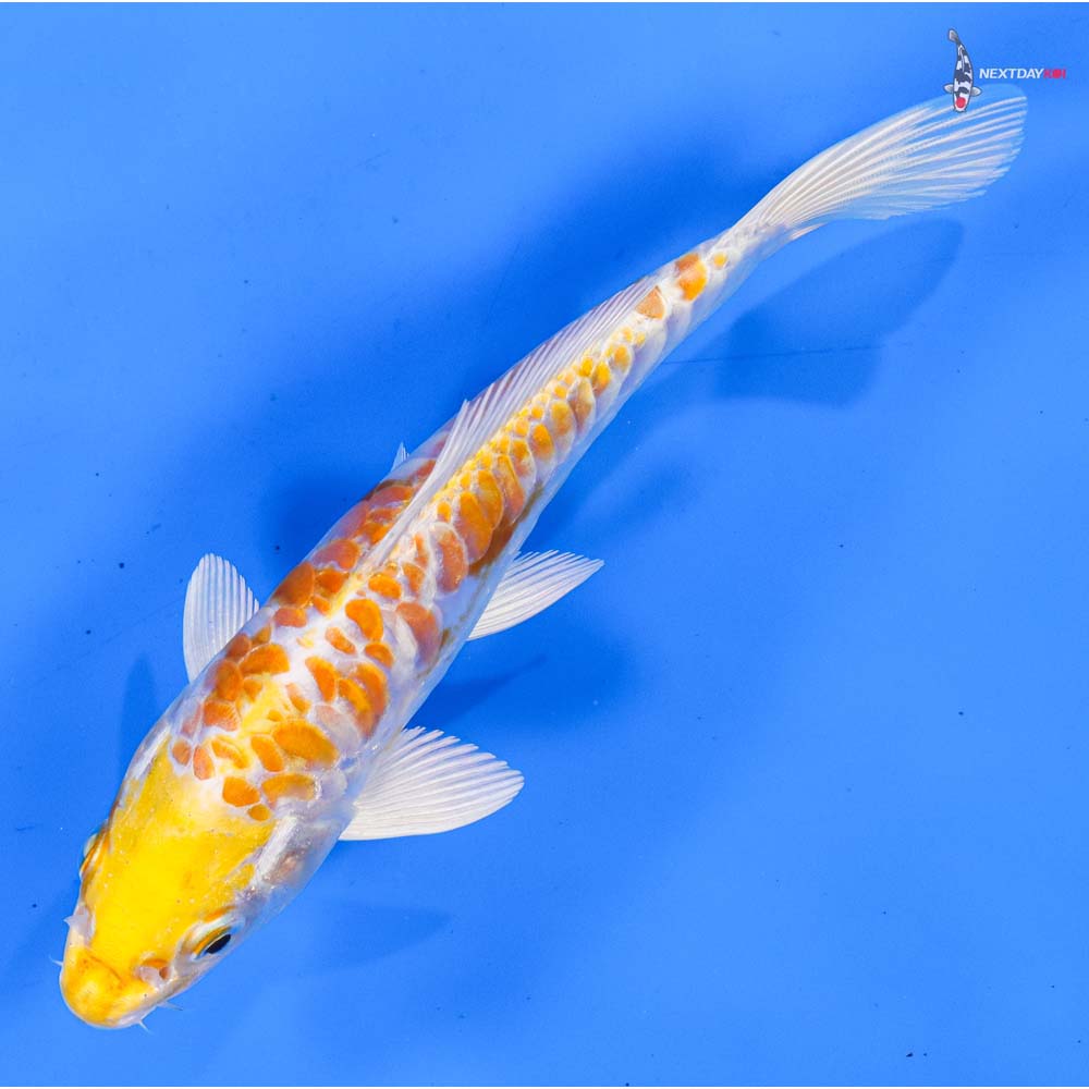6.5” Imported Armor Scaled Lemon Hariwake