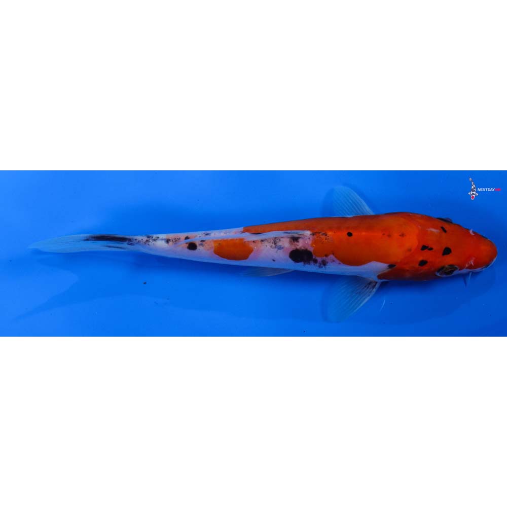 7” Imported Doitsu Goshiki