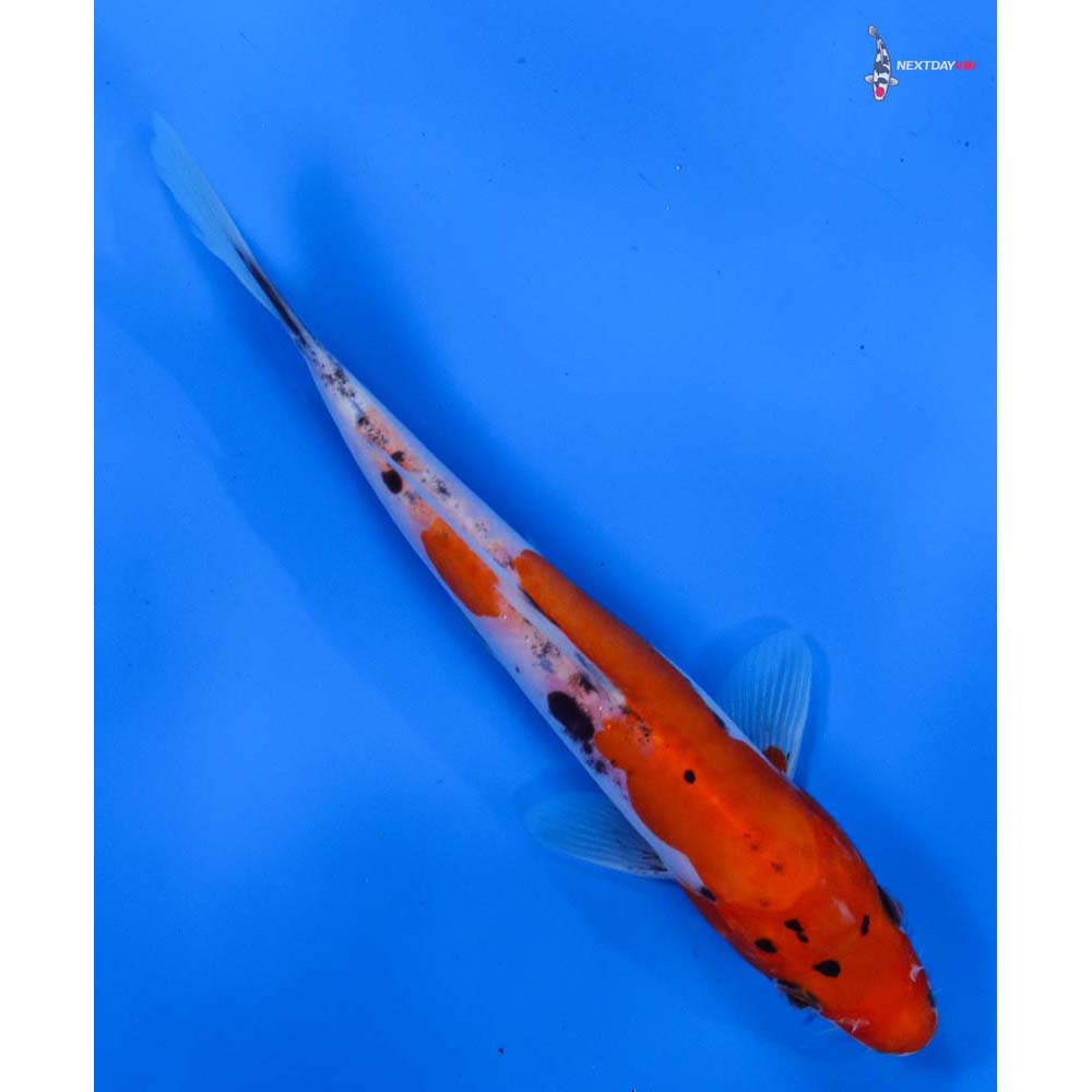 7” Imported Doitsu Goshiki