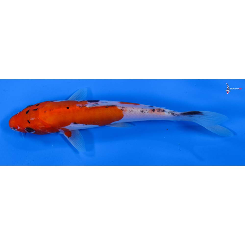 7” Imported Doitsu Goshiki