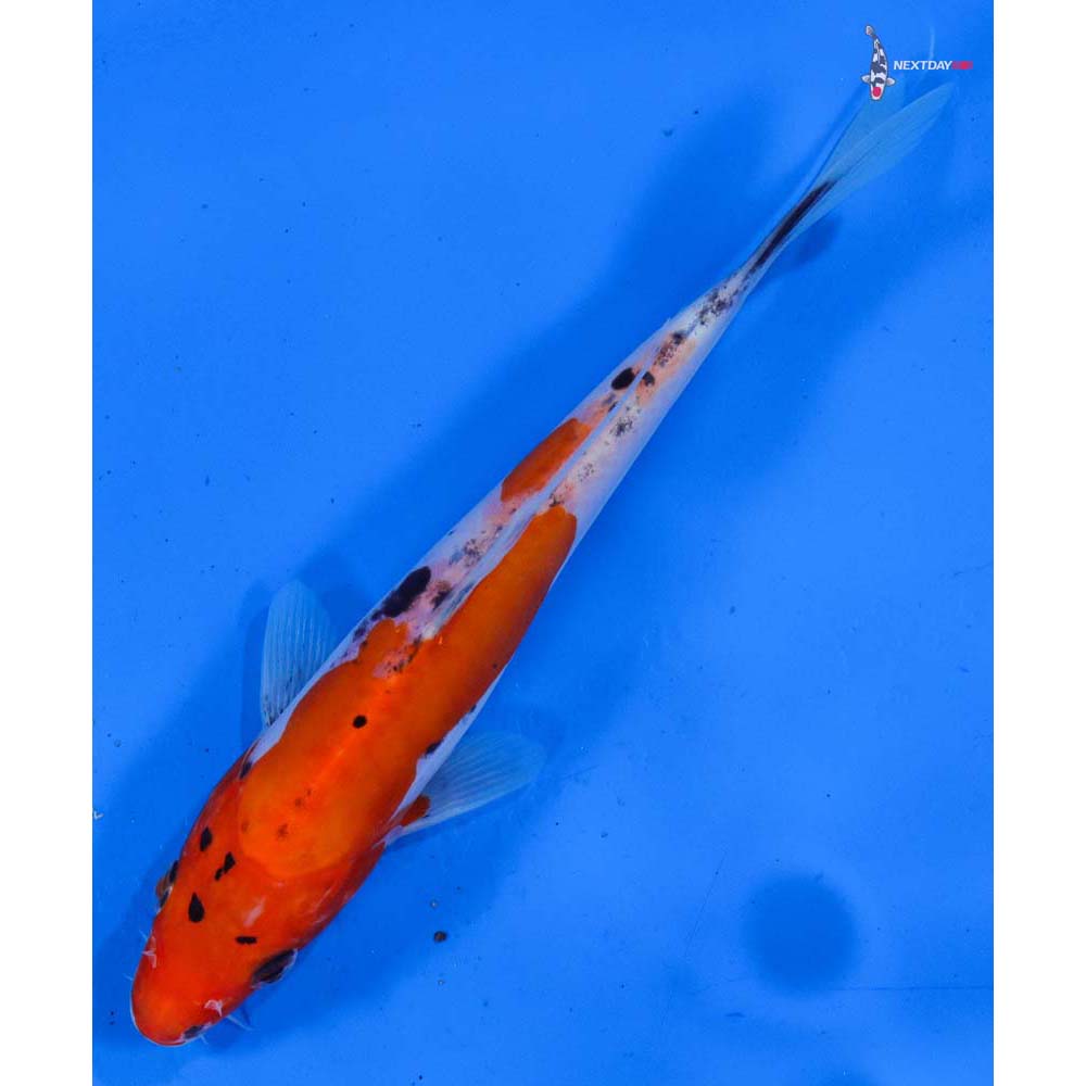 7” Imported Doitsu Goshiki