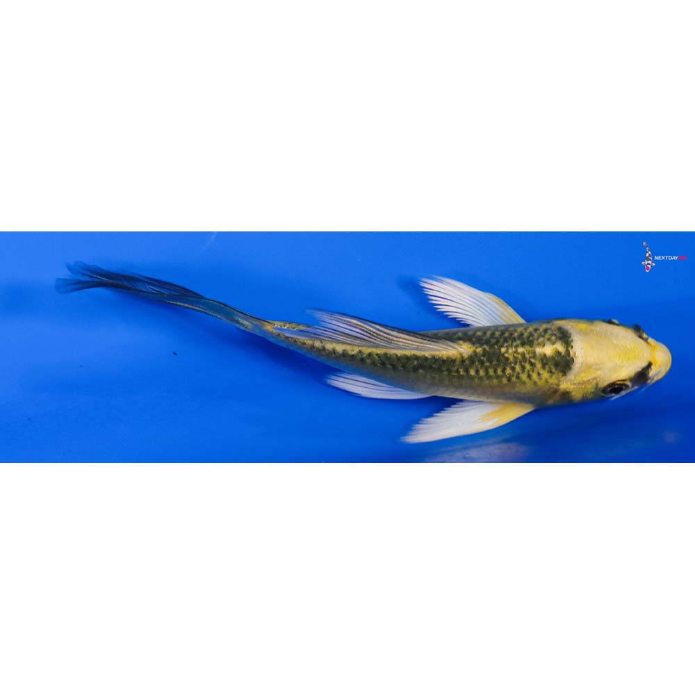 4” Imported Ki Matsuba Butterfly Koi